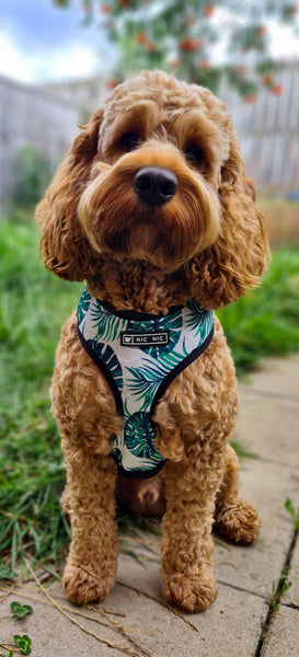 Jungle Leaf Harness & Lead Set