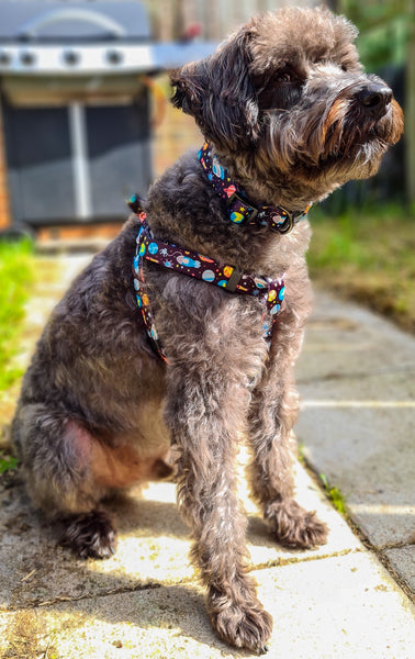 Space Harness, Collar and Lead Set