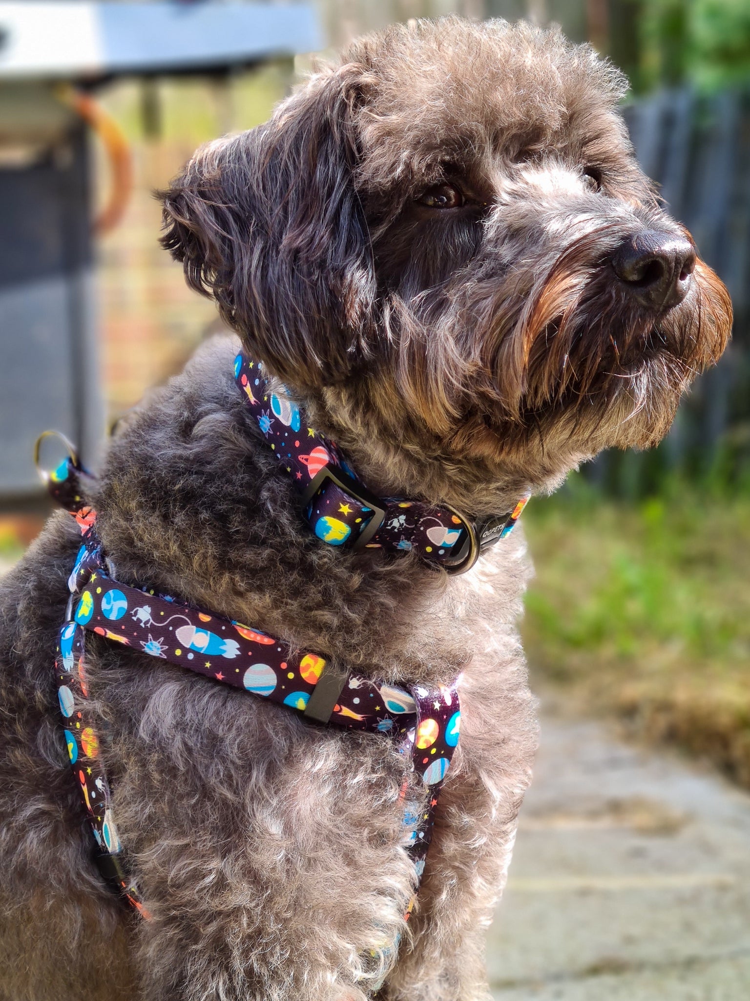 Space Harness, Collar and Lead Set