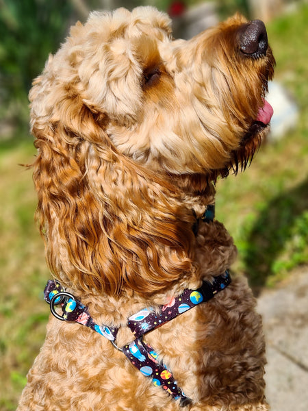 Space Harness, Collar and Lead Set