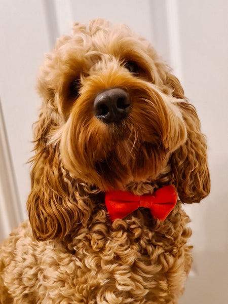 Luxury Red Velvet Christmas Collar