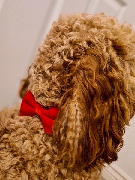 Luxury Red Velvet Christmas Collar