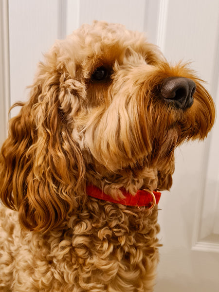 Luxury Red Velvet Christmas Collar