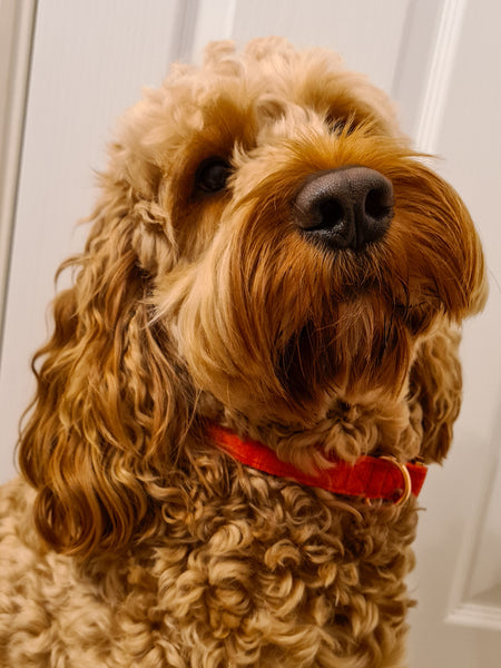 Luxury Red Velvet Christmas Collar